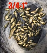 Tilapia 100 count for sale  Interlachen
