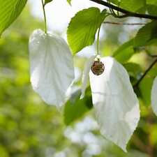 Davidia involucrata pocket for sale  SOUTHAMPTON
