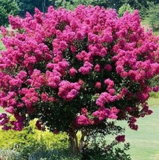 Organic crape myrtle for sale  Sugar Land