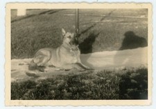 1960 snapshot photo d'occasion  Expédié en Belgium