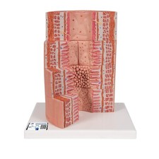 Scientific k23 microanatomy for sale  USA