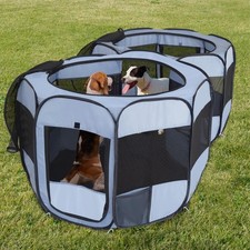 Xlarge pop dog for sale  Brockton