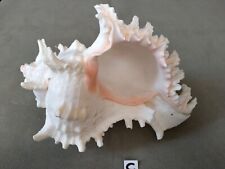 Conchiglia murice ramosus usato  Campolongo Tapogliano