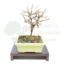 Bonsai weißer fingerstrauch gebraucht kaufen  Halle