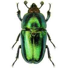 Lamprima adolphinae green for sale  Sahuarita