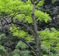 Choerospondias axillaris prugn usato  Napoli
