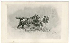 Cocker spaniel dogs for sale  COLEFORD