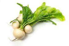 Vegetable turnip snowball for sale  WREXHAM