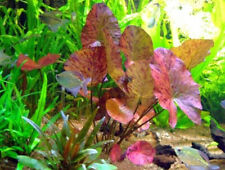 Aquarium pflanze dennerle gebraucht kaufen  Erftstadt