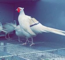 X12 white pheasant for sale  LLANDINAM