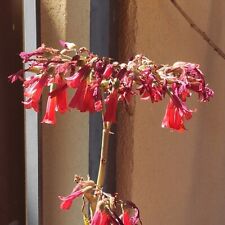 Kalanchoe daigremontiana piant usato  Italia