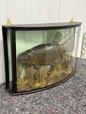 Vintage taxidermy tench for sale Vintage taxidermy tench for sale  CHERTSEY
