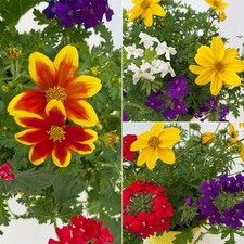 Sommerblumen mix triomio gebraucht kaufen  Deutschland
