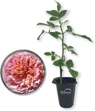 Abraham darby rose for sale  USA