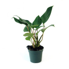 4 houseplants set for sale 4 houseplants set for sale Denver