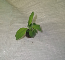 Eucalyptus tereticornis red for sale Eucalyptus tereticornis red for sale  PRESTON