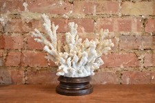 Large coral ornament for sale  SPALDING