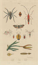 Ground pine.wolf spider.lycus for sale  LONDON