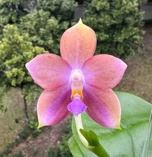 Phal. jennifer palermo for sale  Orlando