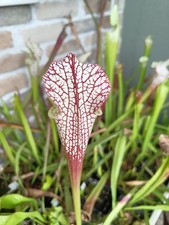 sarracenia usato  Cittadella