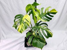 Monstera aurea large for sale  Youngstown