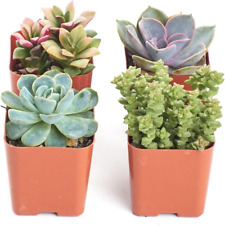 Mini succulent plant for sale  Denver