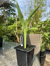Canna rosita 9cm for sale  HIGH WYCOMBE