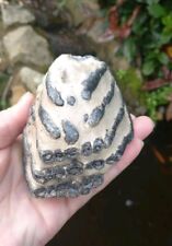 Fossil woolly mammoth for sale  WREXHAM