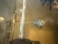 Polar blue white for sale  Rochester