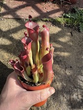 heliamphora for sale  LICHFIELD