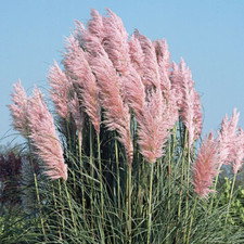 Pink pampas grass for sale  Rock Island