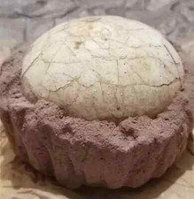 dinossauro comprar usado  Enviando para Brazil