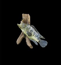 Exotic cichlid taxidermy for sale  Glen Saint Mary