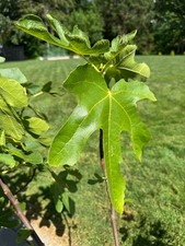 White marseilles fig for sale  Columbiana