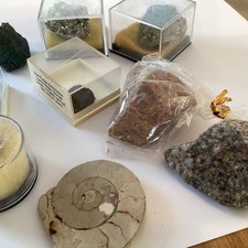Fossil ammonites for sale  HEMEL HEMPSTEAD