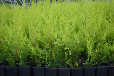 X30 leylandii gold for sale  NELSON