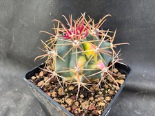 Ferocactus chrysacanthus orang usato  Massafra