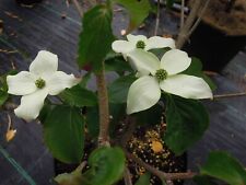 Cornus kousa teutonia gebraucht kaufen  Dillingen a.d.Donau