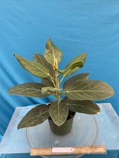 Ficus audrey upright for sale  San Francisco
