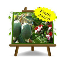 Feijoa mammouth plante d'occasion  Expédié en France