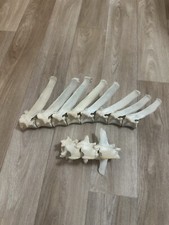 Sheep spine vertebrae for sale  ALDERSHOT