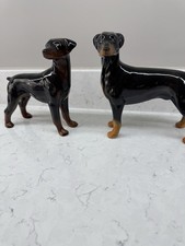 Dobermann pair glossy for sale  CANVEY ISLAND