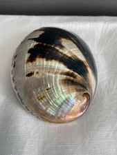 Abalone seeohr meerohr gebraucht kaufen  Köln