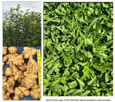Sunchokes jerusalem artichoke for sale  Montgomery