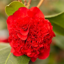 Camellia ruby wedding for sale  YORK