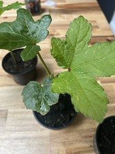 Okra plants 7cm for sale  BRIGHTON
