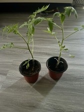 Beefsteak tomato live for sale  West Des Moines