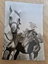 Pferdepostkarte pferd stute gebraucht kaufen  Langenzenn