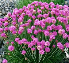 Armeria pianta vaso usato  Terlizzi