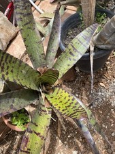 Neoregelia hannibal lecter usato  Palermo